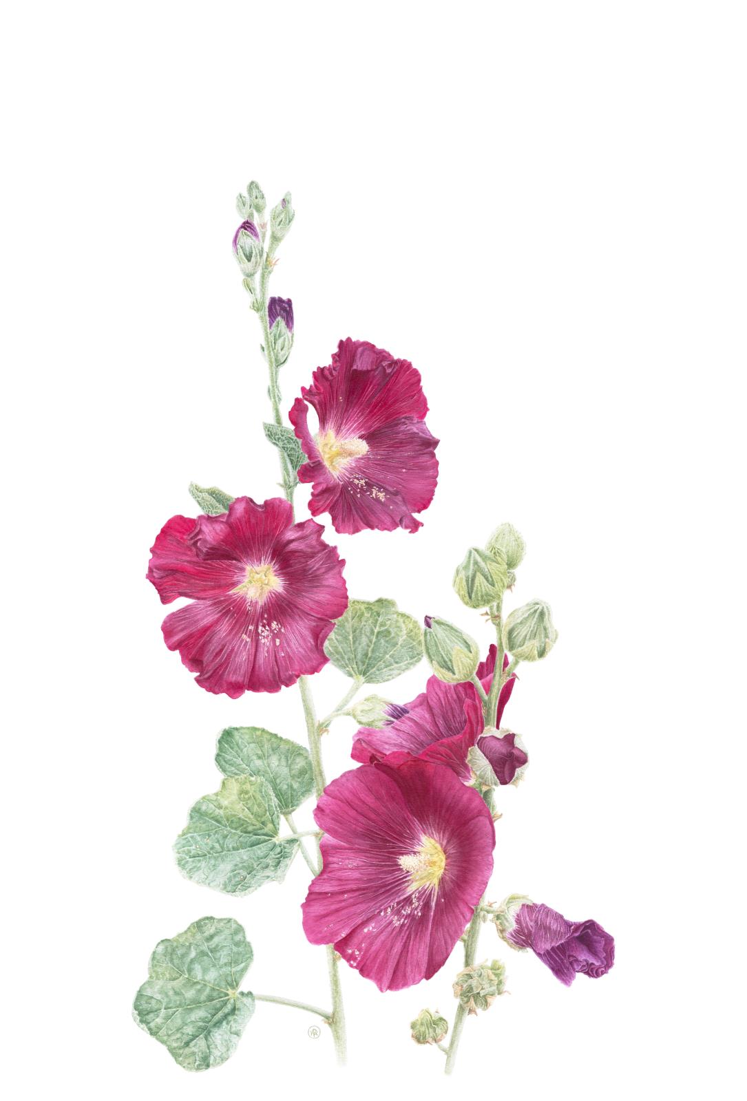 Hollyhocks